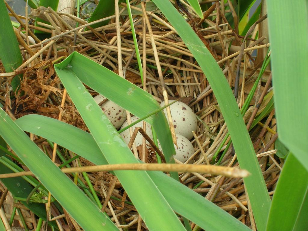 مبيت وإفطار Callington Polhilsa Farm المظهر الخارجي الصورة